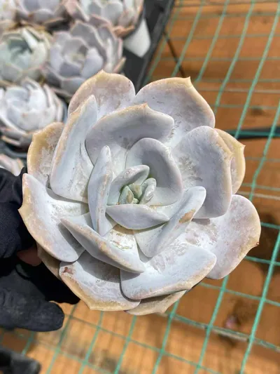 Echeveria Chirpy Frost (啾啾霜) succulent — wholesale bare-root export from Yunnan, China (8 of 8)