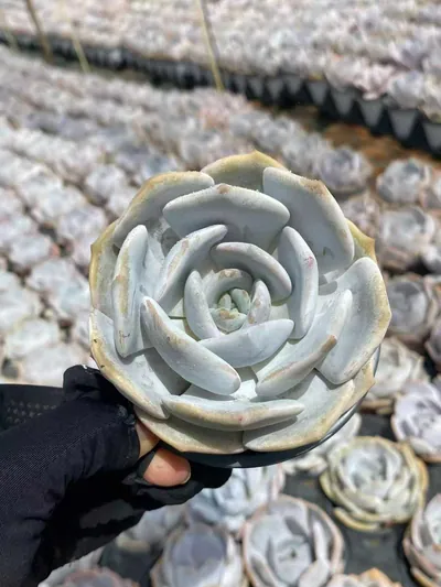 Echeveria Chirpy Frost (啾啾霜) succulent — wholesale bare-root export from Yunnan, China (6 of 8)
