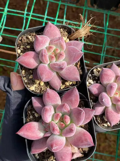 Echeveria Chubby Poppy (胖体虞) succulent — wholesale bare-root export from Yunnan, China (2 of 6)