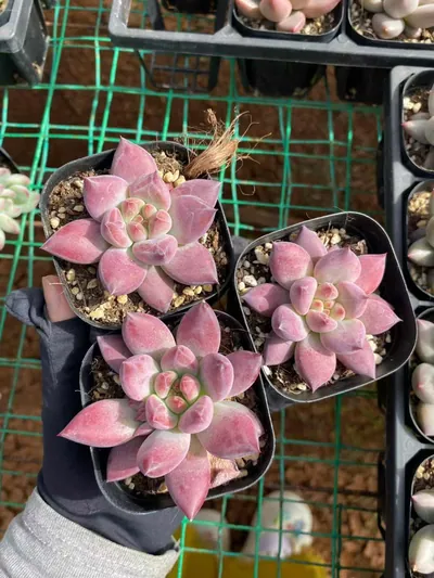 Echeveria Chubby Poppy (胖体虞) succulent — wholesale bare-root export from Yunnan, China (3 of 6)