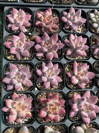 Echeveria Chubby Poppy (胖体虞) succulent — wholesale bare-root export from Yunnan, China (6 of 6)