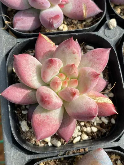 Echeveria Chubby Poppy (胖体虞) succulent — wholesale bare-root export from Yunnan, China (4 of 6)