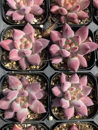 Echeveria Chubby Poppy (胖体虞) succulent — wholesale bare-root export from Yunnan, China (5 of 6)