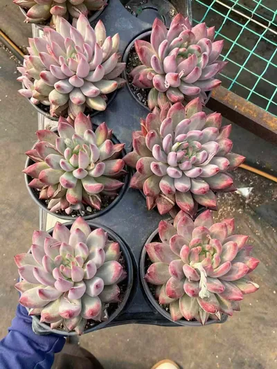 Echeveria Chubby Poppy, Large Single (胖体虞大单头) succulent — wholesale bare-root export from Yunnan, China (3 of 5)