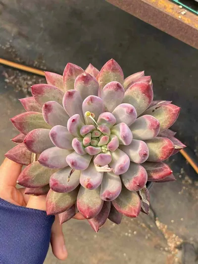 Echeveria Chubby Poppy, Large Single succulent — wholesale export from Yunnan, China