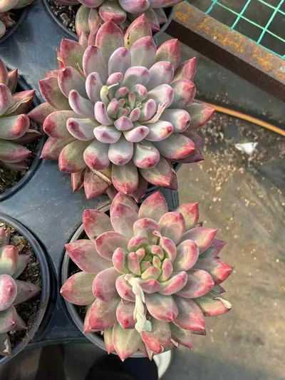 Echeveria Chubby Poppy, Large Single (胖体虞大单头) succulent — wholesale bare-root export from Yunnan, China (5 of 5)