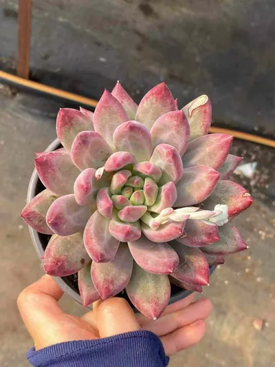 Echeveria Chubby Poppy, Large Single (胖体虞大单头) succulent — wholesale bare-root export from Yunnan, China (2 of 5)