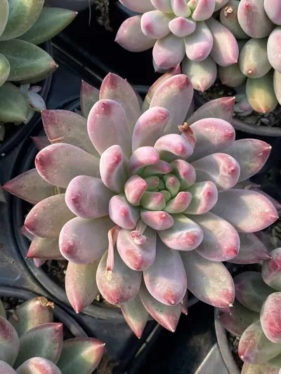 Echeveria Chubby Poppy, Large Single (胖体虞大单头) succulent — wholesale bare-root export from Yunnan, China (4 of 5)