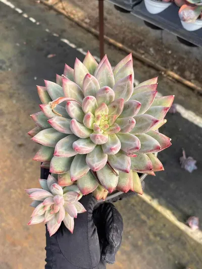Echeveria Chubby Poppy w/ Offsets (胖体虞带惠) succulent — wholesale bare-root export from Yunnan, China (2 of 5)