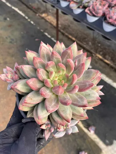 Echeveria Chubby Poppy w/ Offsets (胖体虞带惠) succulent — wholesale bare-root export from Yunnan, China (3 of 5)
