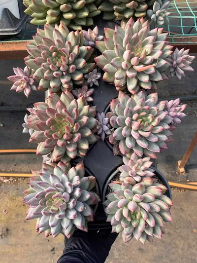 Echeveria Chubby Poppy w/ Offsets (胖体虞带惠) succulent — wholesale bare-root export from Yunnan, China (5 of 5)