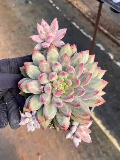 Echeveria Chubby Poppy w/ Offsets succulent — wholesale export from Yunnan, China