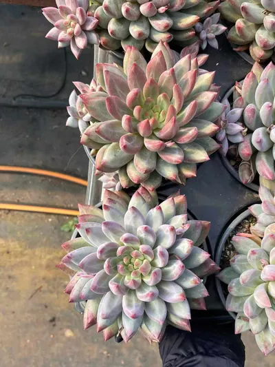 Echeveria Chubby Poppy w/ Offsets (胖体虞带惠) succulent — wholesale bare-root export from Yunnan, China (4 of 5)