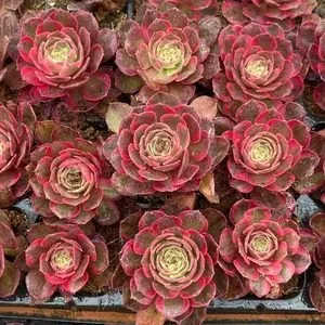 Aeonium Aeonium 'Carat Lover' Plug Tray succulent — wholesale export from Yunnan, China