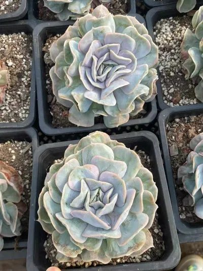 Echeveria Cloud Fairy (云瑶仙子) succulent — wholesale bare-root export from Yunnan, China (2 of 4)