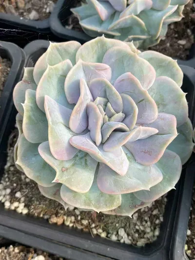 Echeveria Cloud Fairy (云瑶仙子) succulent — wholesale bare-root export from Yunnan, China (3 of 4)