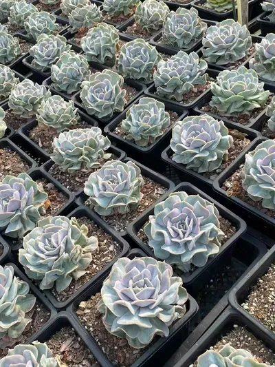 Echeveria Cloud Fairy (云瑶仙子) succulent — wholesale bare-root export from Yunnan, China (4 of 4)