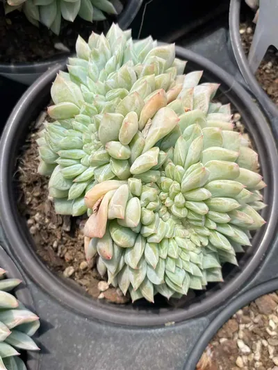 Echeveria Cody Crested (柯迪缀化) succulent — wholesale bare-root export from Yunnan, China (3 of 6)