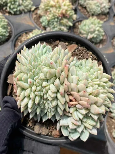 Echeveria Cody Crested succulent — wholesale export from Yunnan, China