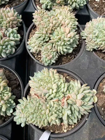 Echeveria Cody Crested (柯迪缀化) succulent — wholesale bare-root export from Yunnan, China (2 of 6)
