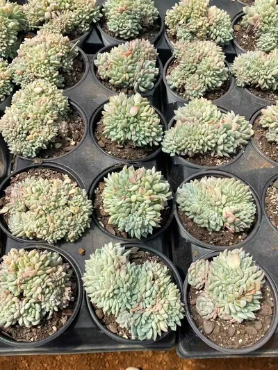 Echeveria Cody Crested (柯迪缀化) succulent — wholesale bare-root export from Yunnan, China (5 of 6)