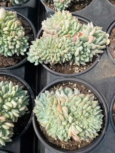 Echeveria Cody Crested (柯迪缀化) succulent — wholesale bare-root export from Yunnan, China (6 of 6)