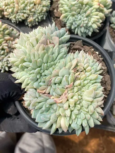 Echeveria Cody Crested (柯迪缀化) succulent — wholesale bare-root export from Yunnan, China (4 of 6)