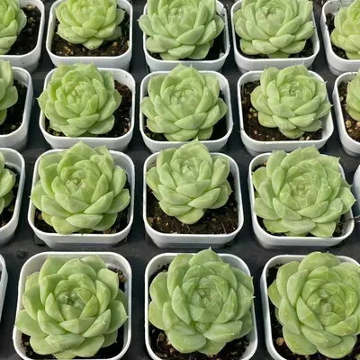 Echeveria Colored-up Pear Blossom White (状态梨花白) succulent — wholesale bare-root export from Yunnan, China (3 of 5)