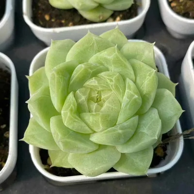 Echeveria Colored-up Pear Blossom White (状态梨花白) succulent — wholesale bare-root export from Yunnan, China (5 of 5)