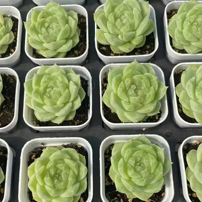 Echeveria Colored-up Pear Blossom White (状态梨花白) succulent — wholesale bare-root export from Yunnan, China (4 of 5)