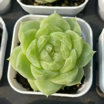 Echeveria Colored-up Pear Blossom White (状态梨花白) succulent — wholesale bare-root export from Yunnan, China (2 of 5)