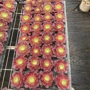 Aeonium Aeonium 'Autumn Hues' Plug Tray succulent — wholesale export from Yunnan, China