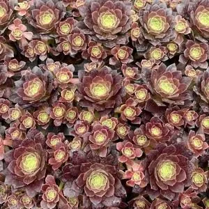 Aeonium Aeonium 'Autumn Hues' Plug Tray, Small Cluster succulent — wholesale export from Yunnan, China