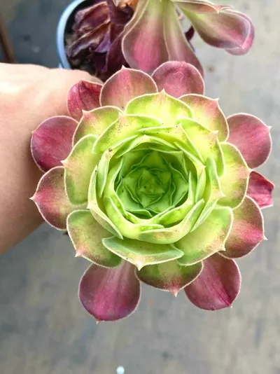 Aeonium Compact-grown Aeonium 'Little Wizard' (精控小法师) succulent — wholesale bare-root export from Yunnan, China (2 of 4)