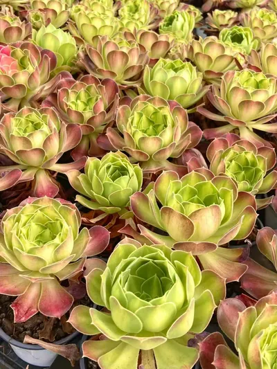 Aeonium Compact-grown Aeonium 'Little Wizard' (精控小法师) succulent — wholesale bare-root export from Yunnan, China (4 of 4)