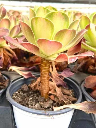 Aeonium Compact-grown Aeonium 'Little Wizard' (精控小法师) succulent — wholesale bare-root export from Yunnan, China (3 of 4)