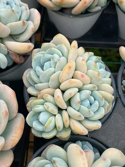 Echeveria Cool Fragrance Cluster succulent — wholesale export from Yunnan, China