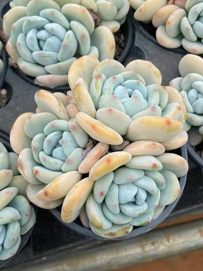 Echeveria Cool Fragrance Cluster (冷香群) succulent — wholesale bare-root export from Yunnan, China (2 of 5)