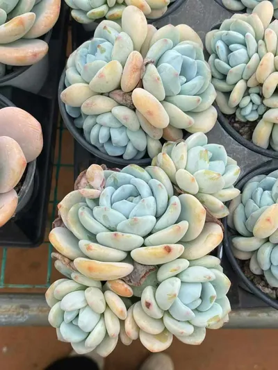 Echeveria Cool Fragrance Cluster (冷香群) succulent — wholesale bare-root export from Yunnan, China (4 of 5)