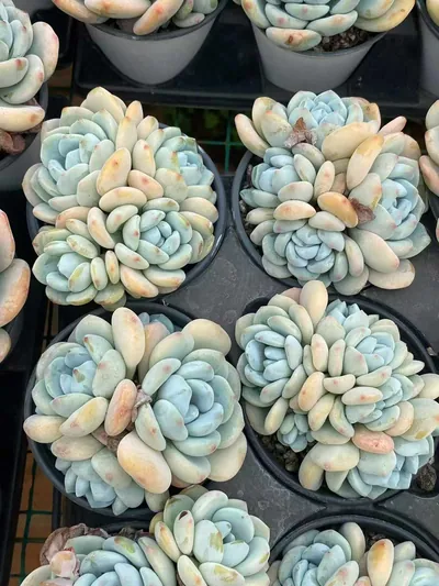 Echeveria Cool Fragrance Cluster (冷香群) succulent — wholesale bare-root export from Yunnan, China (5 of 5)