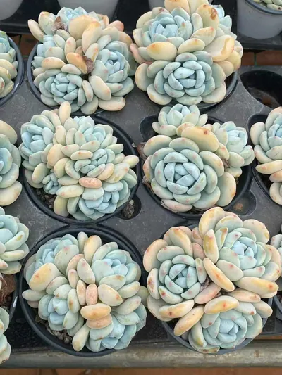 Echeveria Cool Fragrance Cluster (冷香群) succulent — wholesale bare-root export from Yunnan, China (3 of 5)