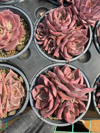 Echeveria Corsican Rose Cluster (科西嘉蔷薇群) succulent — wholesale bare-root export from Yunnan, China (2 of 3)