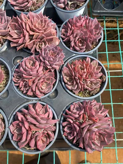 Echeveria Corsican Rose Cluster (科西嘉蔷薇群) succulent — wholesale bare-root export from Yunnan, China (3 of 3)