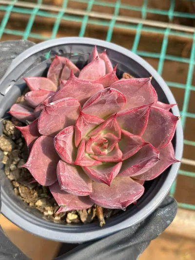 Echeveria Corsican Rose Single w/ Offsets (科西嘉蔷薇单头带惠) succulent — wholesale bare-root export from Yunnan, China (2 of 5)