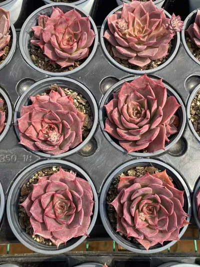Echeveria Corsican Rose Single w/ Offsets (科西嘉蔷薇单头带惠) succulent — wholesale bare-root export from Yunnan, China (5 of 5)