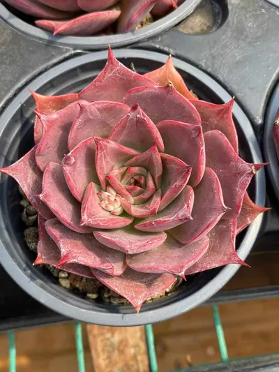 Echeveria Corsican Rose Single w/ Offsets (科西嘉蔷薇单头带惠) succulent — wholesale bare-root export from Yunnan, China (3 of 5)