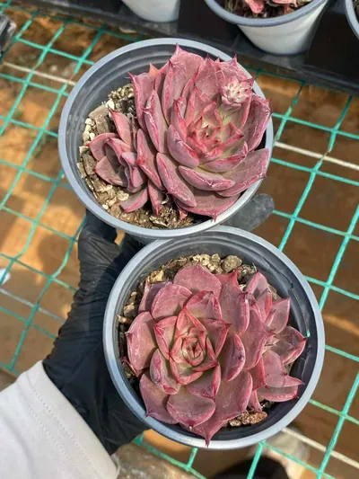 Echeveria Corsican Rose Single w/ Offsets (科西嘉蔷薇单头带惠) succulent — wholesale bare-root export from Yunnan, China (4 of 5)
