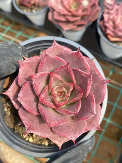 Echeveria Corsican Rose Single w/ Offsets succulent — wholesale export from Yunnan, China