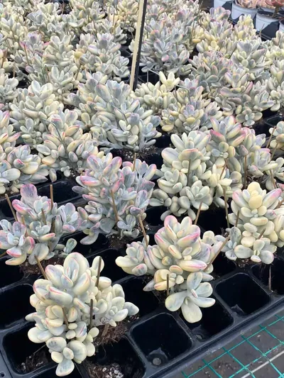 Cotyledon 'Ping Pong' (乒乓) succulent — wholesale bare-root export from Yunnan, China (4 of 5)