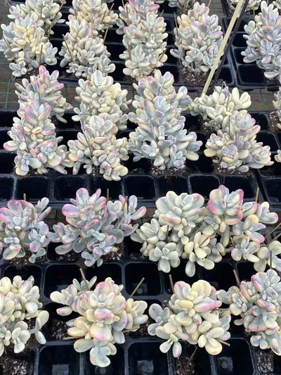 Cotyledon 'Ping Pong' (乒乓) succulent — wholesale bare-root export from Yunnan, China (5 of 5)